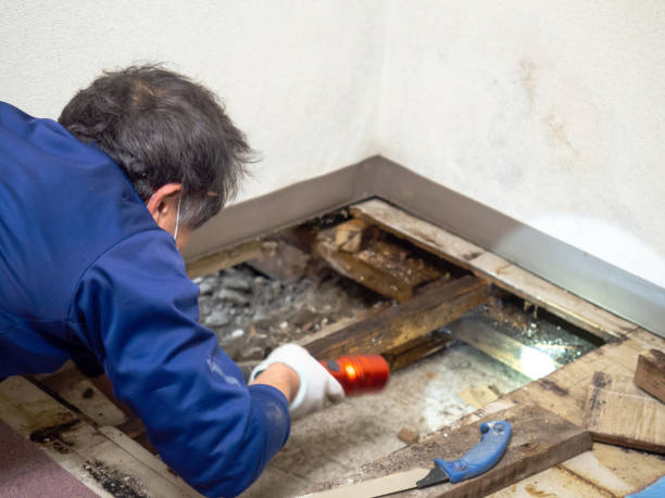Best Residential Mold Remediation in Mattydale, NY