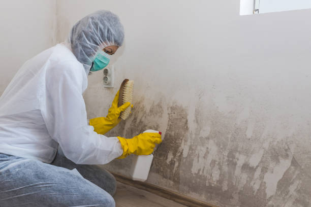 Best Residential Mold Remediation in Mattydale, NY