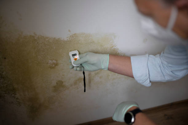 Best Basement Mold Remediation in Mattydale, NY