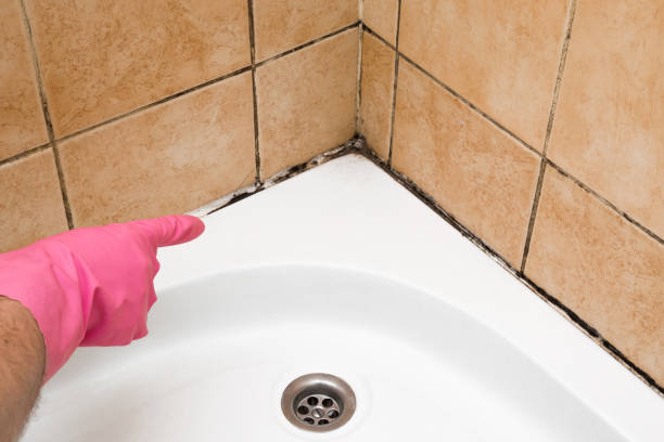 Best Attic Mold Remediation in Mattydale, NY